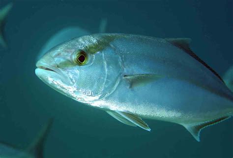 Recreational Amberjack Harvest In Gulf Waters Closes Nov 1 Niceville