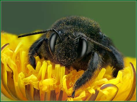 Bee UA пчеловодство для всех: Пчела-плотник или Шмель-плотник