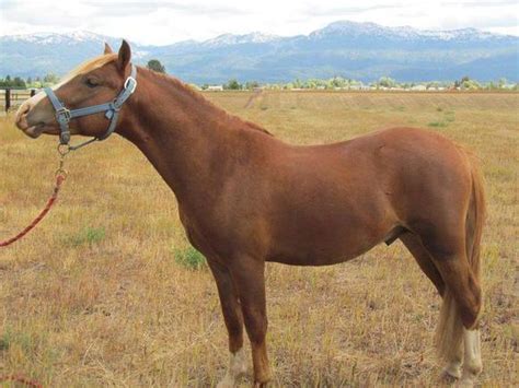 Raising Quality Welsh And Qh Welsh Cross Ponies