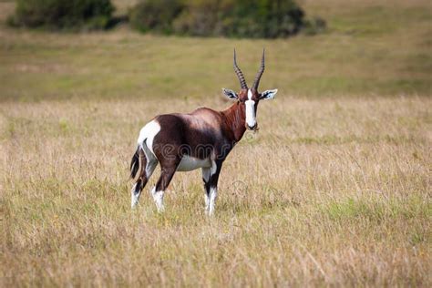 African Bontebok antelope stock image. Image of outside - 6502609