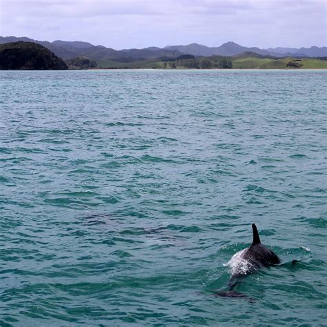 There Are Just 10 Vaquitas Left – But They Can Still Recover ...