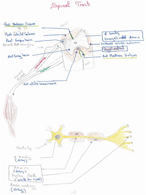 Spinal Tract | PDF