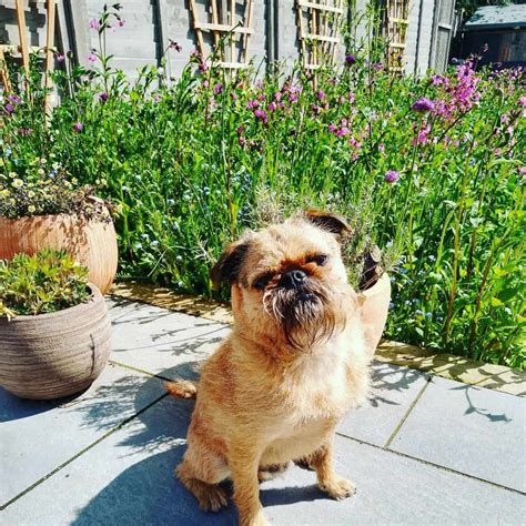 The Brussels Griffon Pug Mix For A Brighter Life