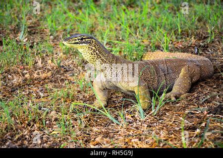 A close up of a Bungarra lizard in western Australia Stock Photo - Alamy