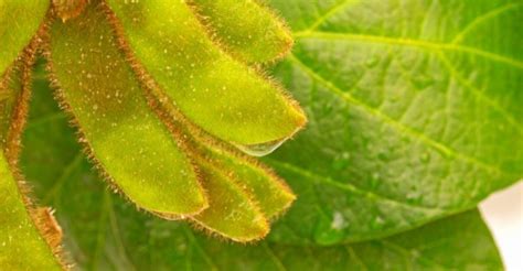 Quais Os Preju Zos Das Chuvas Intensas Para A Planta O De Soja Agrishow