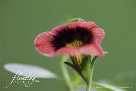 Superbells Tangerine Punch | Floating Petals Wednesday's Flower
