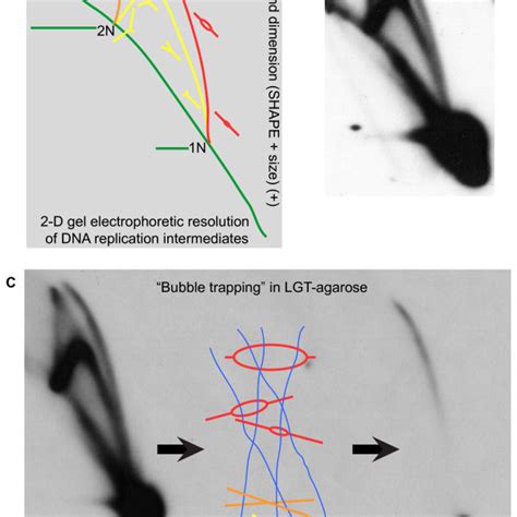 Integrity Of Dna Replication Intermediates Ris In Fission Yeast