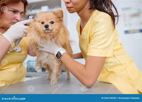 Mujeres Veterinarias Cuidan De Perros En La Clínica Foto de archivo