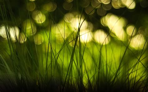 Wallpaper Sunlight Depth Of Field Nature Reflection Branch Green