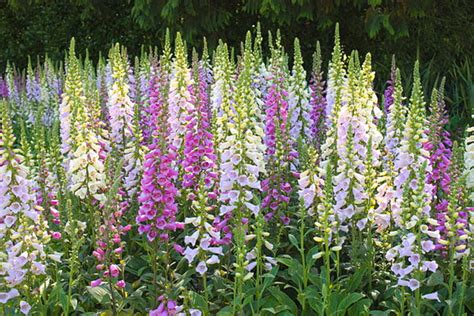 9 Bell Shaped Flowers In Shades Of White Pink Purple And Blue