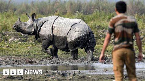 Rhino Census Begins In Indias Kaziranga National Park Bbc News