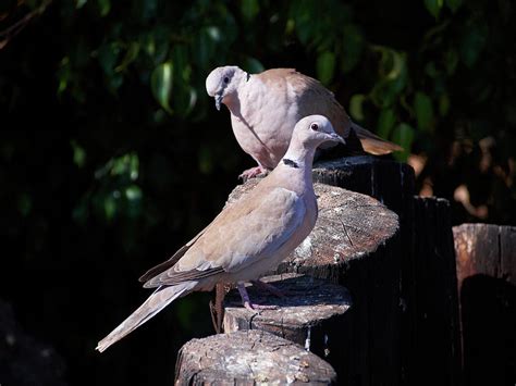 African Collared Dove Photograph By Jouko Lehto Pixels