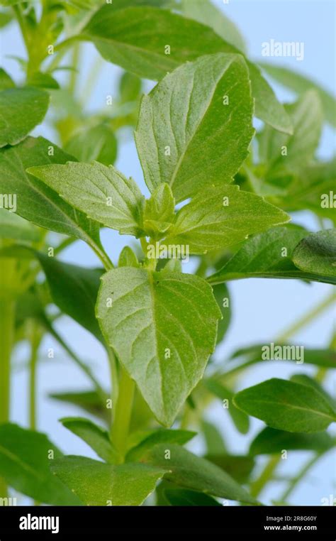 Basil Ocimum Basilicum Balkonstar Balcony European Starling Stock