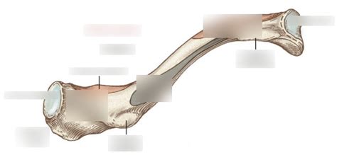 clavicle Diagram | Quizlet