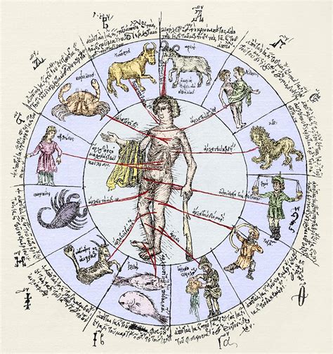 Medical Zodiac Th Century Diagram Photograph By Sheila Terry