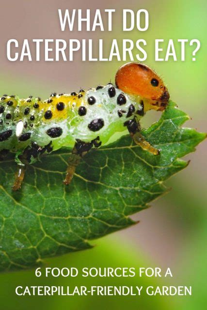 What Do Caterpillars Eat 6 Food Sources For A Caterpillar Friendly Garden