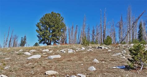 Conference Whitebark Pine Ecosystem Foundation