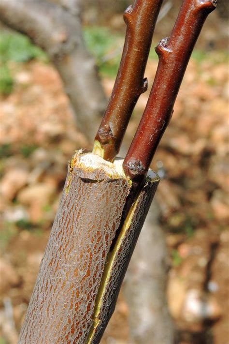 Grafting Fruit Trees In 2023 Grafting Fruit Trees Organic Vegetable