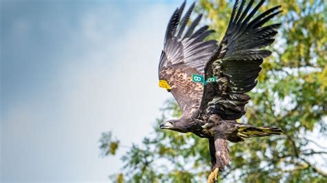 Can Irelands Golden And White Tailed Eagles Continue To Soar Bbc News