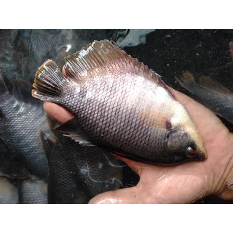 Jual Bibit Ikan Gurame Ukuran 4 Jari Kab Bogor Zikry Farm Tokopedia