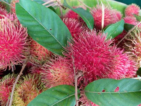 Rambutan Pflanze Nephelium Kostenloses Foto Auf Pixabay Pixabay