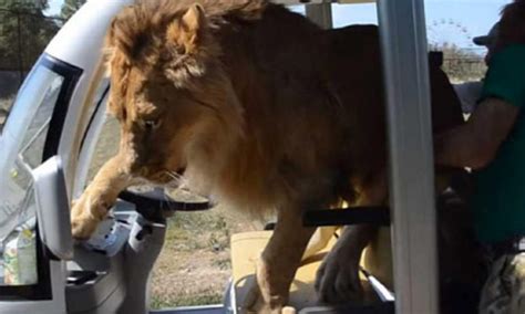 Watch Lion Jumps Into Vehicle Full Of Tourists In Crimea