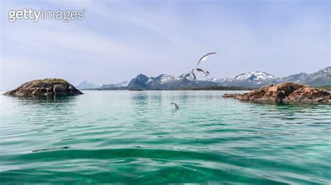 Seagulls In Flight Above The Emerald Waters Of The Lofoten Islands