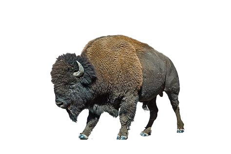 Bison PNG Transparent Images