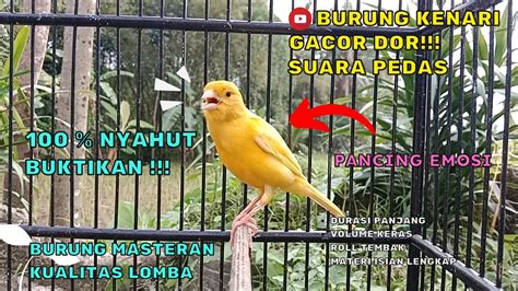 Suara Burung Kenari Gacor Dor Cocok Untuk Terapi Burung Stress Dan