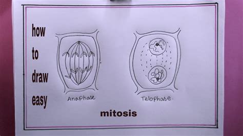 How To Draw Mitosis Anaphase Drawing Youtube