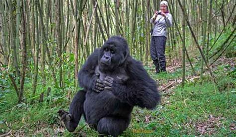 Gorilla Trekking Rwanda Complete Gorilla Safari Guide On Rwanda Tour