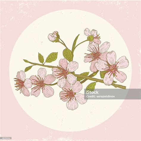 イラストの桜 おしべのベクターアート素材や画像を多数ご用意 おしべ アジア文化 イラストレーション Istock