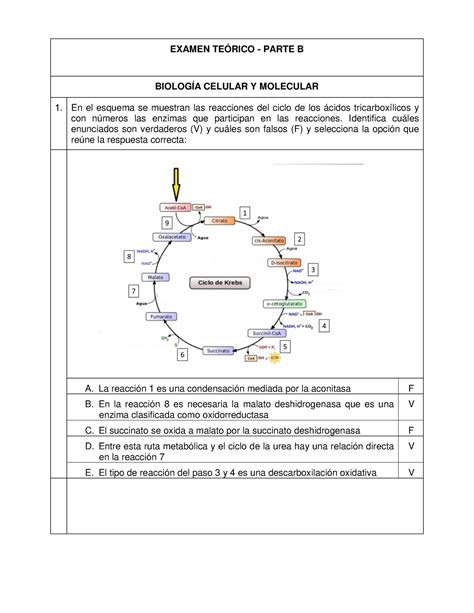 Examenes Ejemplos Examen Te Rico Parte B Biolog A Celular Y