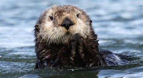 Sea Otter Awareness Week | Defenders of Wildlife