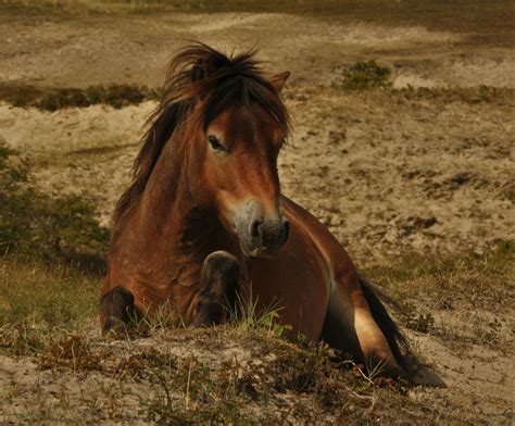 Horse Lying Photos, Download The BEST Free Horse Lying Stock Photos ...