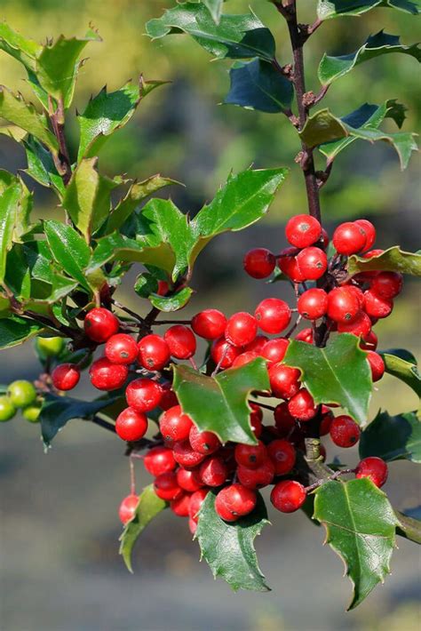 12 Types of Holly Plants that Look Great Year Round