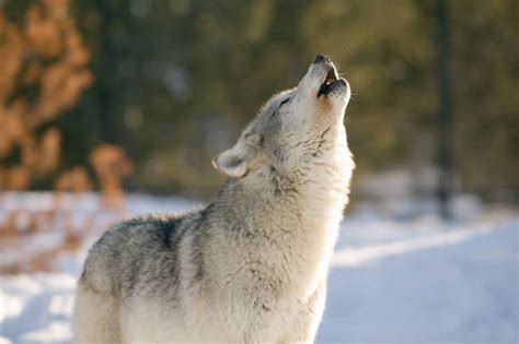 Grey Wolf Howling