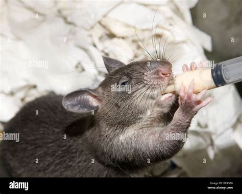 Gambian Pouched Rat Cricetomys Gambianus Stock Photo 26327504 Alamy