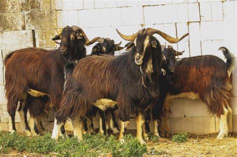 Nubian Goat: Breed Info, Characteristics, Breeding, and Care