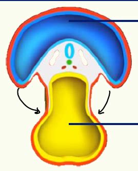 Embryology And Lung Growth Flashcards Quizlet