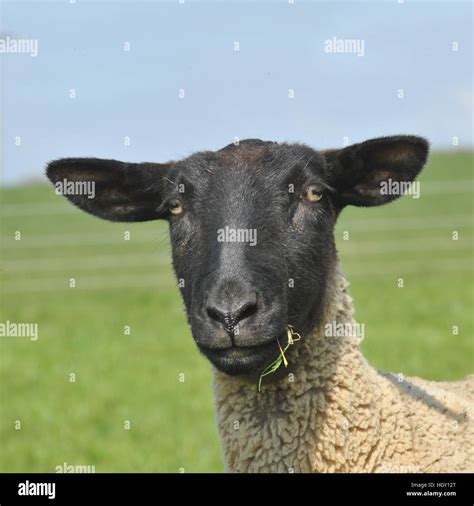 Ewe face hi-res stock photography and images - Alamy