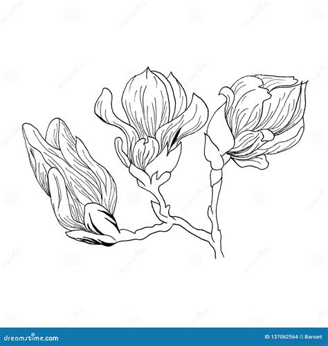 La Magnolia Fleurit Le Dessin Et Le Croquis Avec Le Ligne Art Sur Les