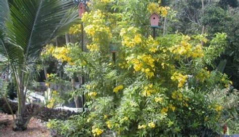 ️ Bignonia Amarilla Origen Descripción Cultivo Cuidados