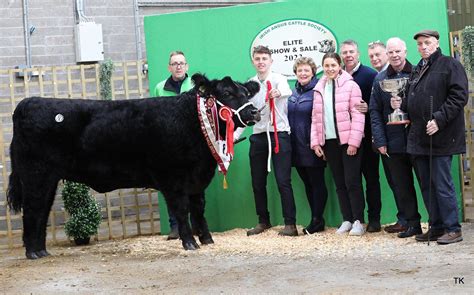 Castlerea Bred Angus Heifer Hits At Elite Sale In Carrick