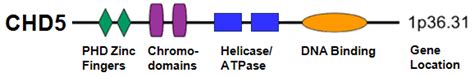 CHD5 Chromodomain Helicase DNA Binding Protein 5