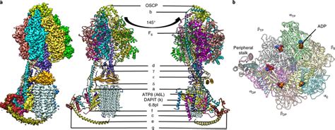 Cryo EM Structure Of The Mammalian Ovine Mitochondrial F1Fo ATP