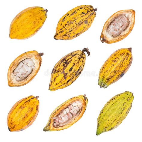 Cacao Fruit Raw Cacao Beans Cocoa Pod On White Background Stock