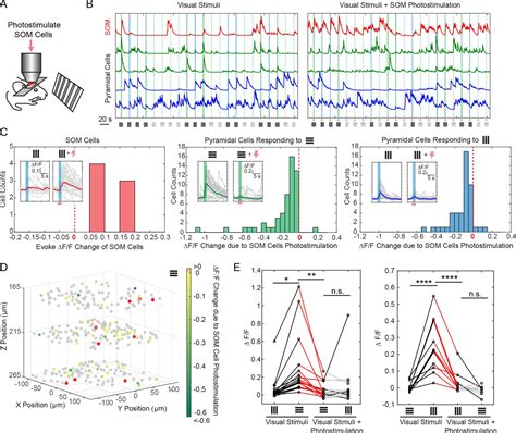 Figures And Data In Simultaneous Two Photon Imaging And Two Photon