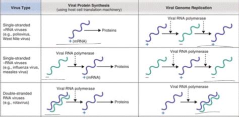 Micro B2 L5 Naked RNA Viruses Flashcards Quizlet
