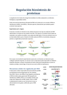 Regulación biosíntesis de proteínas pdf